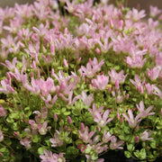 Anagallis tenella | Bog pimpernel | Marginal Plant